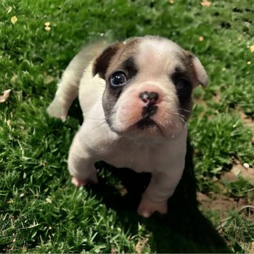 フレンチブルドッグ【沖縄県・女の子・2023年12月17日・フォーンパイド】の写真「チャンピオン直子で、レアカラーのフォーンパイド♡」