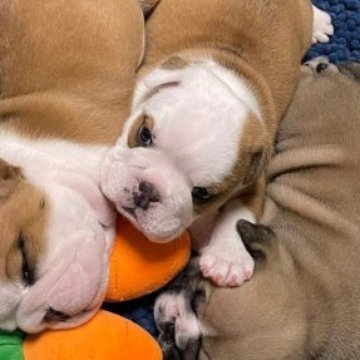 ブルドッグ【沖縄県・女の子・2023年2月15日・レッド&ホワイト】の写真「好奇心旺盛な元気な女の子です♪」