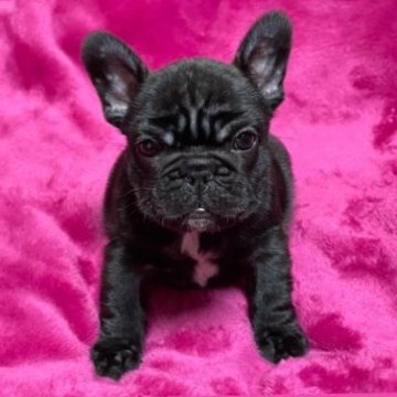 フレンチブルドッグ【沖縄県・男の子・2022年12月17日・ブリンドル】の写真「パパ犬はチャンピオンで胴の詰まった男の子です」