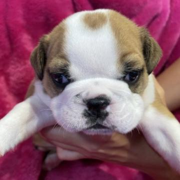 ブルドッグ【沖縄県・男の子・2022年7月16日・レッド&ホワイト】の写真「元気いっぱいの男の子です♪」