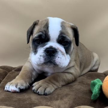 ブルドッグ【沖縄県・女の子・2022年7月16日・レッド&ホワイト】の写真「元気いっぱいのお転婆な女の子です^ - ^」