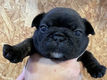 フレンチブルドッグ【沖縄県・男の子・2021年4月7日・ブリンドル】の写真「5匹兄妹で1番小柄でやんちゃな男の子です^ - ^」