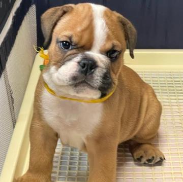 ブルドッグ【沖縄県・男の子・2022年7月16日・レッド&ホワイト】の写真「凛々しいお顔の男の子です」