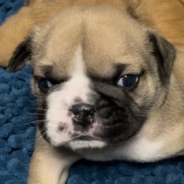ブルドッグ【沖縄県・男の子・2023年2月15日・フォーン】の写真「良血統で可愛い子です♪」