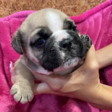 ブルドッグ【沖縄県・男の子・2022年7月16日・レッド&ホワイト】の写真「顔のカラーが個性的」