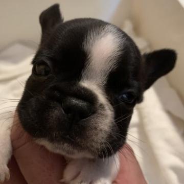 フレンチブルドッグ【沖縄県・男の子・2022年11月7日・パイド】の写真「ムチムチコロコロ片目パンチの可愛い元気男の子です♪」