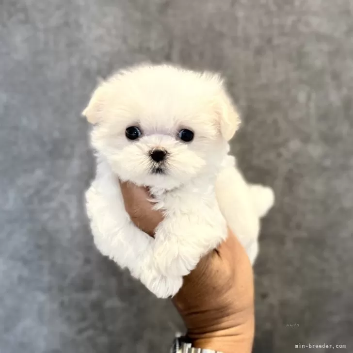 Y.S 様のお迎えした子犬