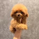 ティーカッププードル