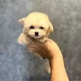 ティーカッププードル