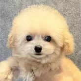 ティーカッププードル