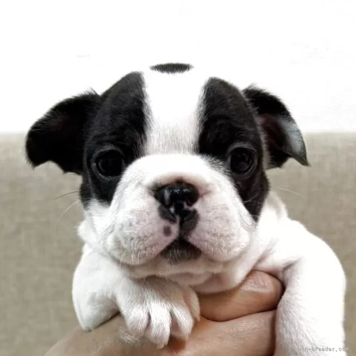 S.A 様のお迎えした子犬