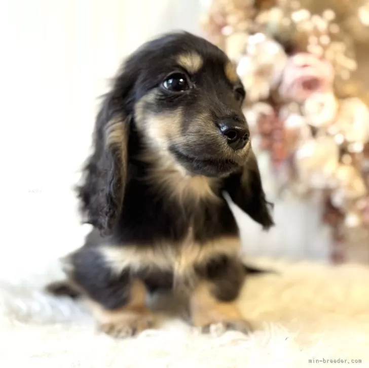 ID：2412-03142の子犬