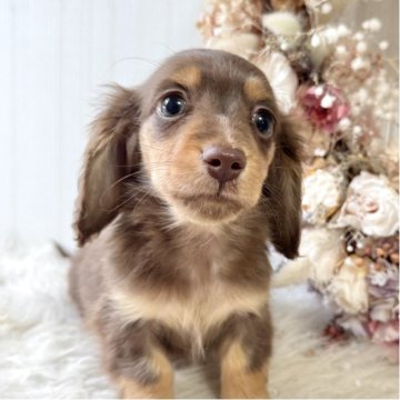 カニンヘンダックスフンド(ロング)【埼玉県・女の子・2025年9月9日・ブラウン&タン】の写真「かなり小ぶり♡健康優良児！」