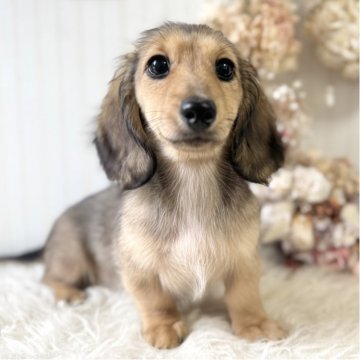 カニンヘンダックスフンド(ロング)【埼玉県・女の子・2025年7月23日・シェーデッドイエロー】の写真「JKCチャンピオンの子👑PRAクリア」