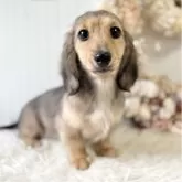 カニンヘンダックスフンド(ロング)【埼玉県・女の子・2025年7月23日・シェイデッドイエロー】の写真2