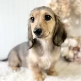 カニンヘンダックスフンド(ロング)【埼玉県・女の子・2025年7月23日・シェイデッドイエロー】の写真3