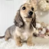 カニンヘンダックスフンド(ロング)【埼玉県・女の子・2025年7月23日・シェイデッドイエロー】の写真4