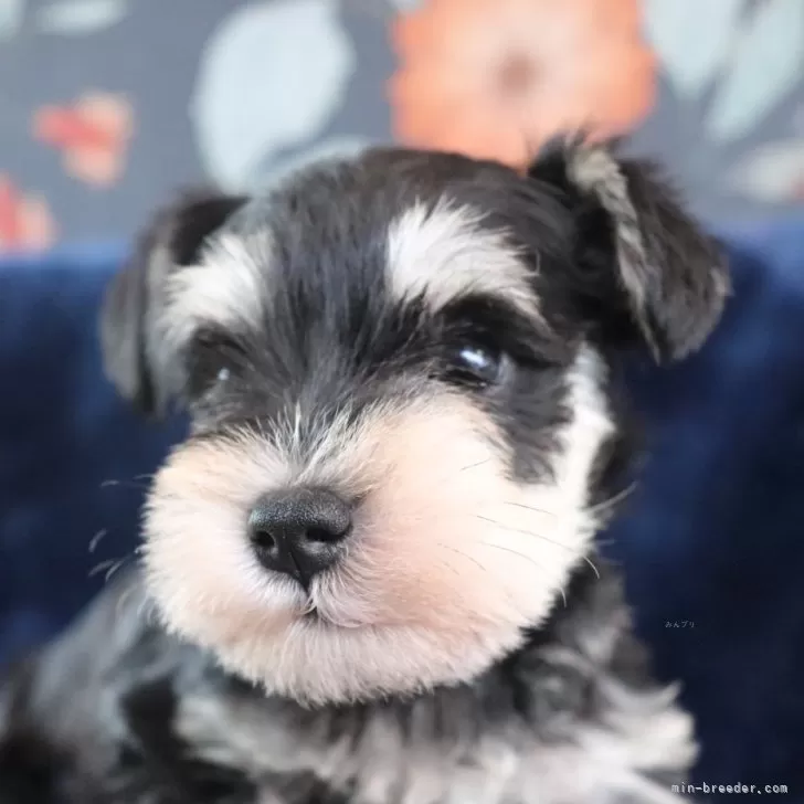 ID:2501-02763の子犬