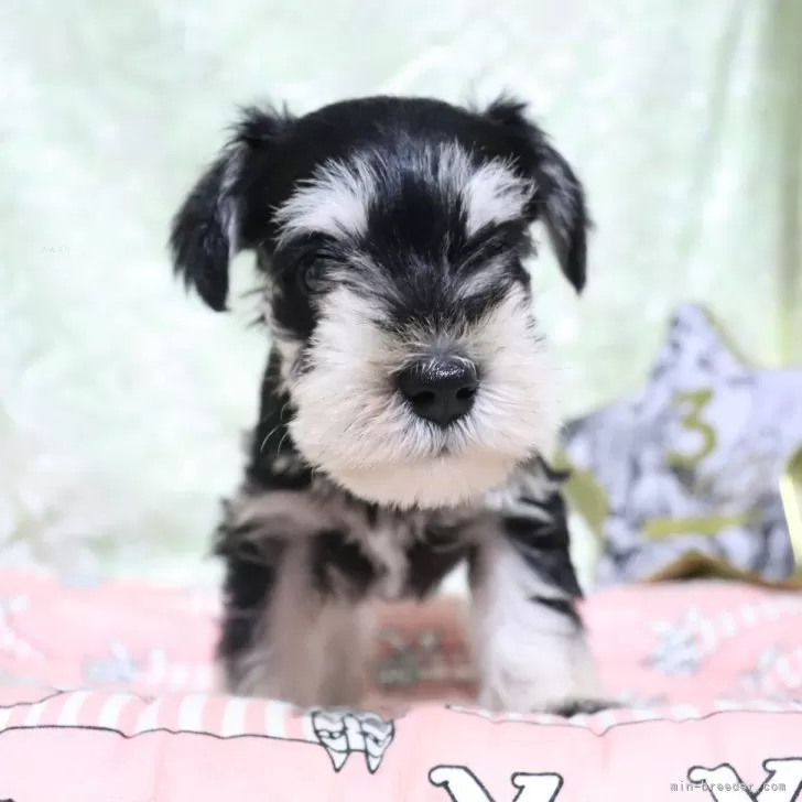 ID:2405-00529の子犬