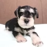 ミニチュアシュナウザー【愛知県・男の子・2024年3月24日・ブラック・シルバー】の写真1