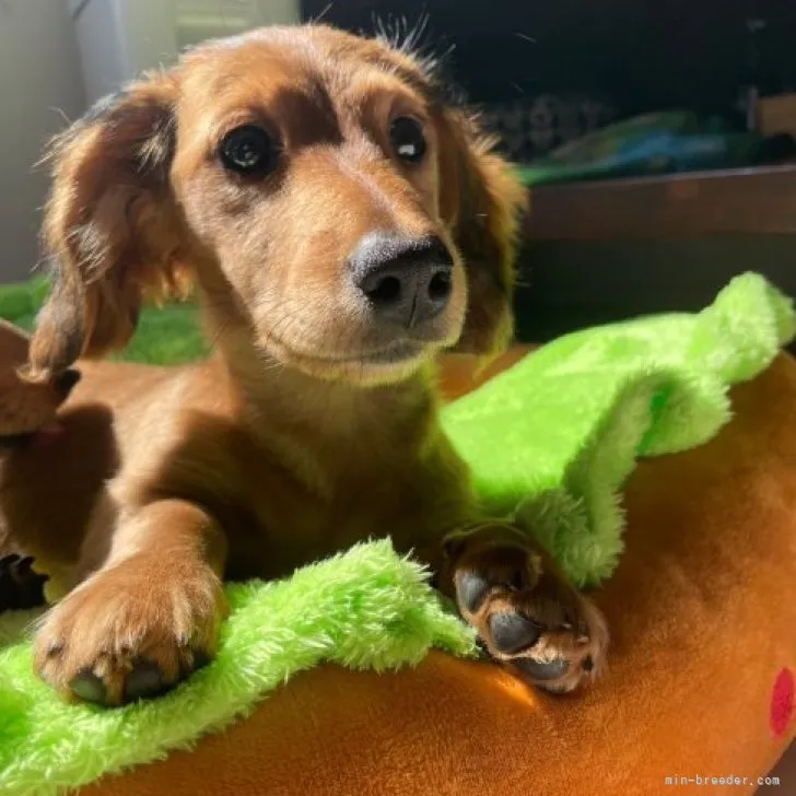 ID：2301-01637の子犬
