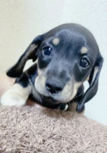 ID：2108-03742の子犬