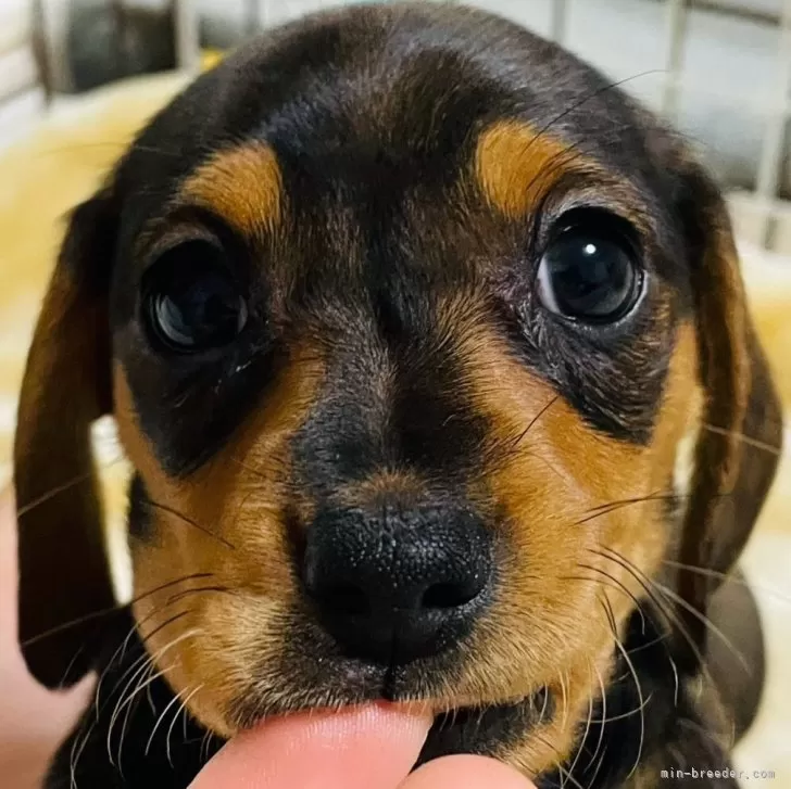 ID：2402-04794の子犬