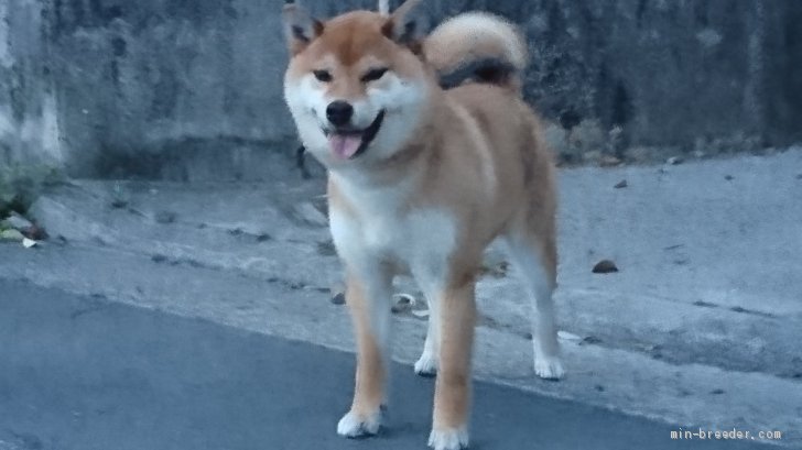 若犬賞授賞犬です。｜三好　克弥(みよし　かつや)ブリーダー(愛媛県・柴犬・日本犬保存会登録)の紹介写真1