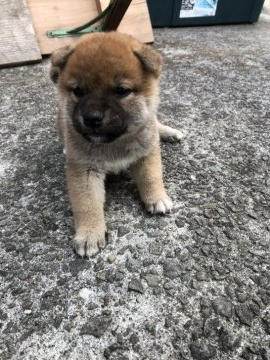 柴犬(標準サイズ)【愛媛県・男の子・2022年2月23日・赤】の写真「少し小ぶりなイケメン男子」
