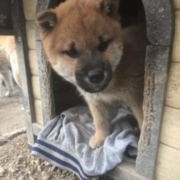 柴犬(標準サイズ)【愛媛県・男の子・2023年10月7日・赤】の写真「穏やかな性格をした男の子です。」