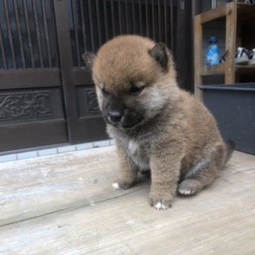 柴犬(標準サイズ)【愛媛県・男の子・2023年10月11日・赤】の写真「凄く小ぶりな男の子！❣️」