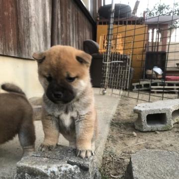柴犬(標準サイズ)【愛媛県・女の子・2022年10月4日・赤】の写真「母犬にベッタリな甘えん坊な女の子です。」
