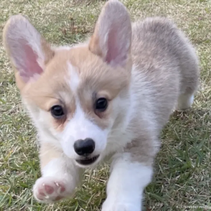 M.T 様のお迎えした子犬
