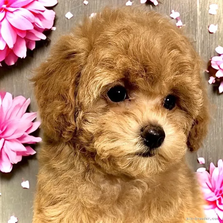 H.M 様のお迎えした子犬