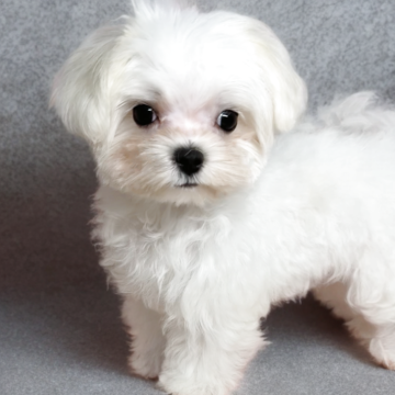 マルチーズ【岐阜県・男の子・2025年8月20日・ホワイト】の写真「コロコロ短足❣️」
