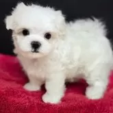 マルチーズ