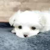 マルチーズ