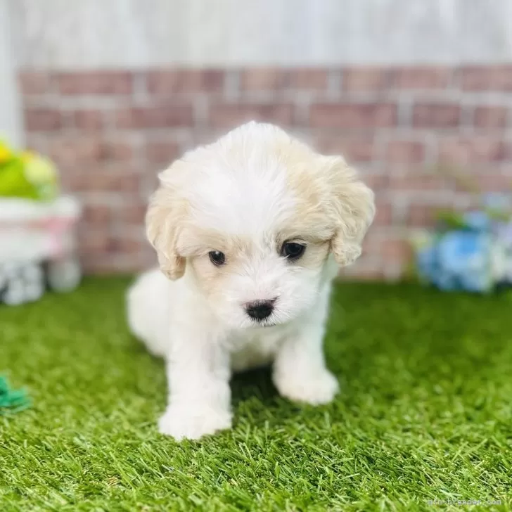 ID:2502-00700の子犬