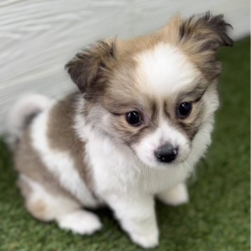 ポメチワ(ポメラニアン×チワワ)【三重県・女の子・2025年10月1日・パーティー】の写真「めちゃくちゃ甘えん坊」