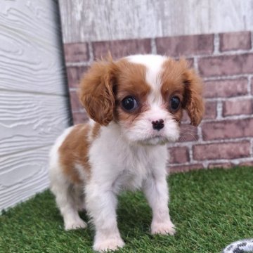 キャバリア【三重県・女の子・2025年1月22日・ブレンハイム】の写真「びびりながら楽しむよ
本日　販売最終日」