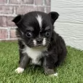 チワワ(ロング)