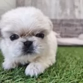 ペキニーズ【三重県・女の子・2025年9月18日・クリーム&ホワイト】の写真1