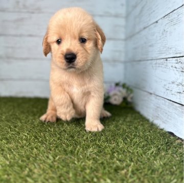 ゴールデンレトリバー【三重県・女の子・2024年5月15日・ゴールド】の写真「唯一のガール」