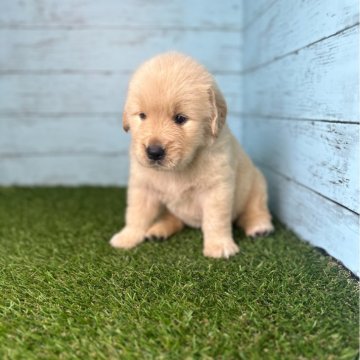 ゴールデンレトリバー【三重県・男の子・2024年5月15日・ゴールド】の写真「食いしん坊　プクプクボーイ」