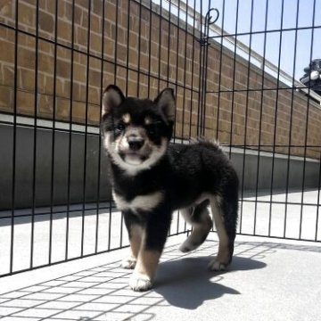 柴犬(豆柴)【滋賀県・男の子・2025年6月20日・黒】の写真「かわいい顔の男の子です。配色も綺麗です。」