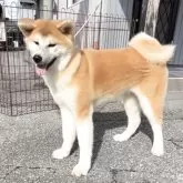 秋田犬