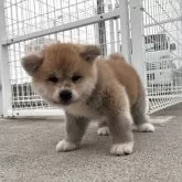 秋田犬