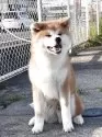 秋田犬【滋賀県・男の子・2024年10月17日・赤】の写真2