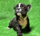 フレンチブルドッグ【愛媛県・男の子・2025年10月8日・ブリンドル&ホワイト】の写真2