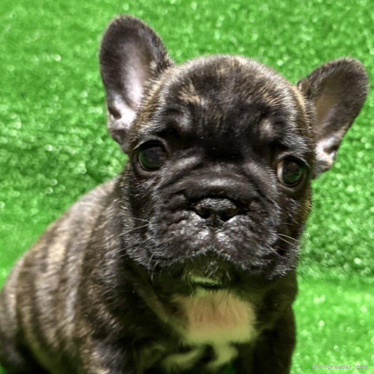 ブリーダー画像